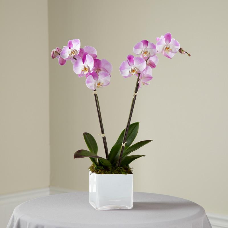 Flowers - Pink Orchid Planter