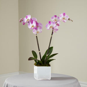 Flowers - Pink Orchid Planter