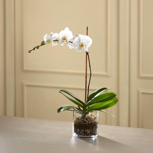 Flowers - White Orchid Planter